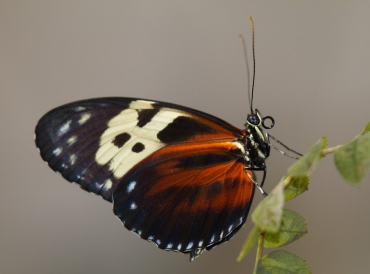 Motylarnia nad morzemHeliconius hecale