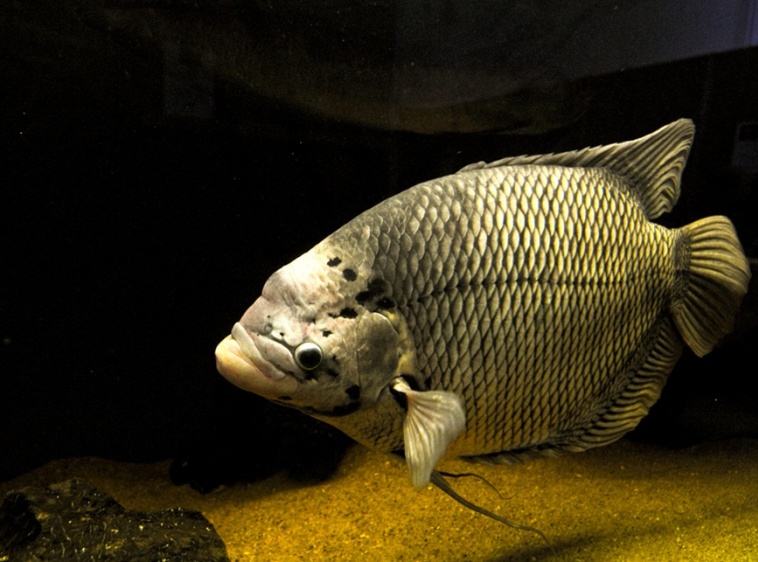 Oceanarium Międzyzdroje