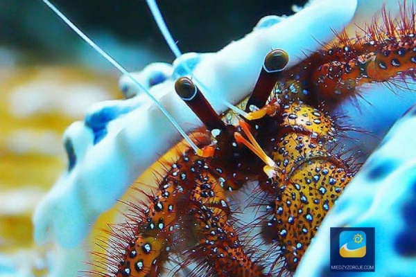 Oceanarium przy Promenadzie Gwiazd 4.